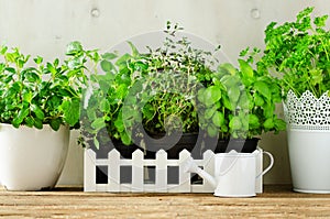 Green fresh aromatic herbs - melissa, mint, thyme, basil, parsley in pots, watering can on white and wooden background