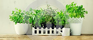 Green fresh aromatic herbs - melissa, mint, thyme, basil, parsley in pots, watering can on white and wooden background