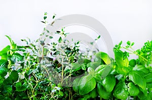 Green fresh aromatic herbs - melissa, mint, thyme, basil, parsley on white background. Banner collage frame from plants