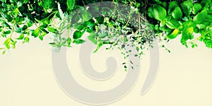 Green fresh aromatic herbs - melissa, mint, thyme, basil, parsley on white background. Banner collage frame from plants