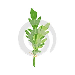 Green fresh arugula leaves isolated on white background.