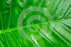 Green fresh background. Banana leaf inclined lines symmetrical repeating pattern base eco bright design