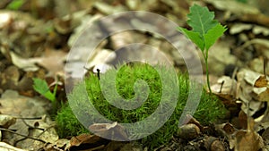 Green fresh background. Close-up slow motion of fresh green moss and oak sprout in the forest against the background of