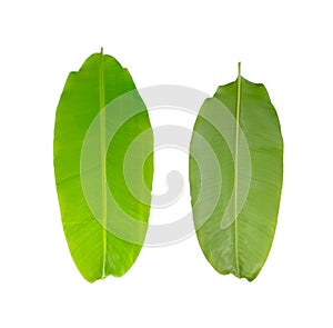 Green fresh banana leaf