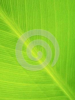 Green fresh banana leaf texture