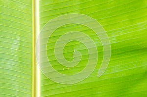 Green fresh banana leaf texture background.