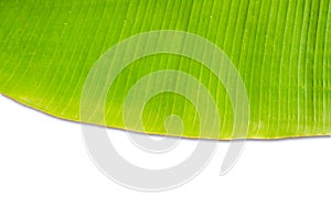 Green fresh banana leaf texture background.
