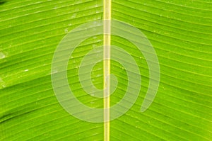 Green fresh banana leaf texture background.