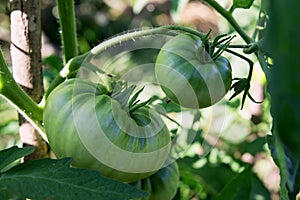 Green fresh beefsteak tomatoes growing on vine. not ripe