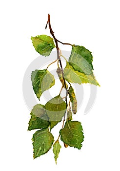 Verde fresco betulla ramo acquerello 