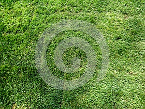 Green fresh bright grass texture closeup background