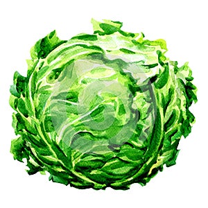 Green fresh cabbage head isolated, watercolor illustration on white