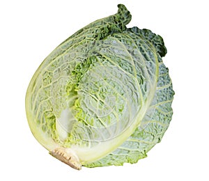 Green fresh cabbage savoy isolated on white