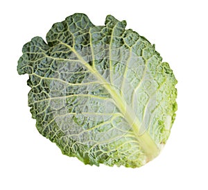 Green fresh cabbage savoy isolated on white