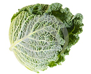 Green fresh cabbage savoy isolated on white