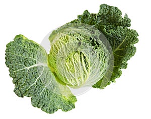 Green fresh cabbage savoy isolatedon white