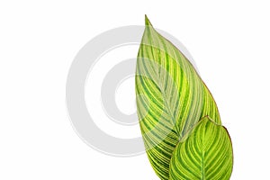 Green and fresh canna leafs