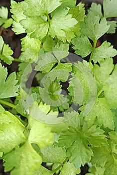 green and fresh celery leaves