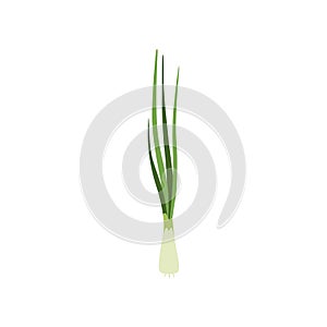 Green fresh chives, vegetarian healthy food, organic herb for cooking vector Illustration on a white background