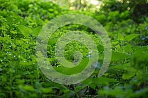 Green fresh clover field background with water droplets