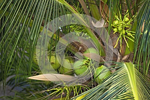 Green fresh coconut in the bunch on the palm tree