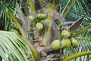 Green fresh coconuts fruit on the coconut tree