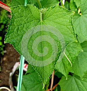 green and fresh cucumber leaves