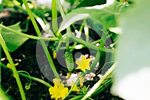 Green fresh cucumbers growing in garden