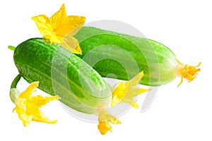 Green fresh cucumbers isolated