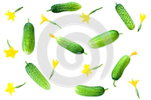 Green fresh cucumbers isolated on white background