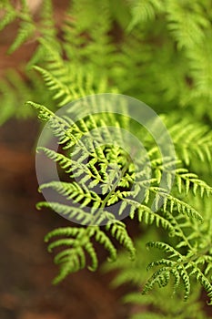 Green fresh fern