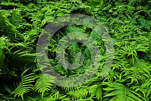 Green fresh fern plant leaves green foliage background. Natural tropical fresh green fern as concept for spring summer growth back