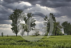 Green fresh field on an overcast day