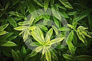 Green fresh foliage background