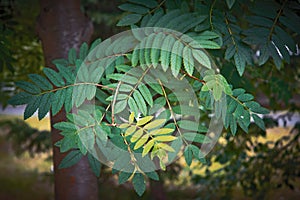 Green fresh foliage background