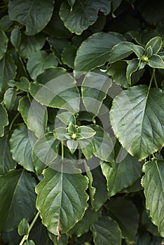 Green fresh foliage of Hydrangea petiolaris