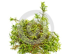 Green fresh forest moss