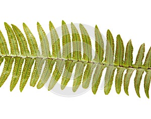 Green fresh frond of fern with spore clusters called sori isolated