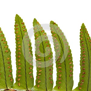 Green fresh frond of fern with spore clusters called sori isolated