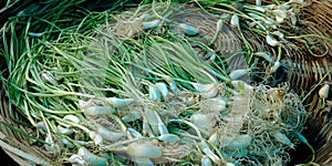 green fresh garlic vegetables kept into organic produce store