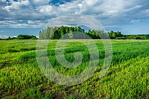 Green fresh grain, forest and clouds in the sky