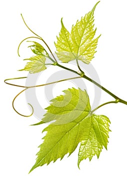 Green fresh grape leaves on branch with stem and tendrils isolated on white background, close up