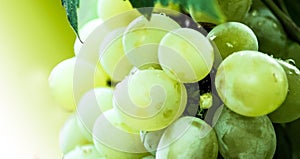 Green colored grapes fruits