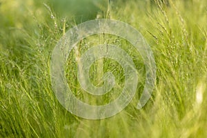 green fresh grass close up in spring