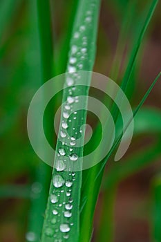 Green fresh grass with drops of morning water dew after rain, nature background with raindrop