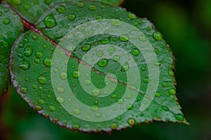 Green fresh grass with drops of morning water dew after rain, nature background with raindrop