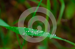 Green fresh grass with drops of morning water dew after rain, nature background with raindrop