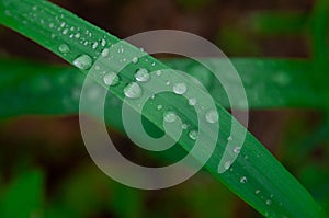 Green fresh grass with drops of morning water dew after rain, nature background with raindrop