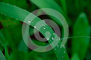 Green fresh grass with drops of morning water dew after rain, nature background with raindrop