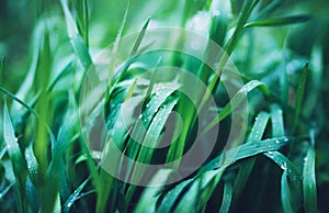 Green fresh grass with drops of morning water dew after rain, nature background with raindrop, mockup backdrop leaf plant closeup